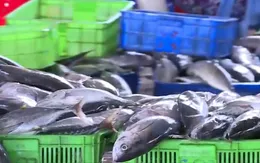 VASEP kiến nghị Bộ NN&PTNT ưu tiên xem xét giải quyết lô cá ngừ ách tắc