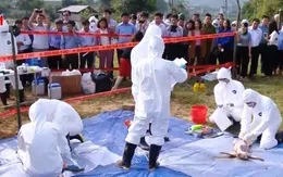 Đà Nẵng tăng cường phòng chống dịch tả lợn châu Phi