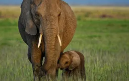 Loài voi tiến hóa không mọc ngà vì bị con người săn bắt