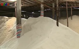 Diêm dân Bạc Liêu trúng mùa muối mới