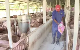 Đăk Lăk: Tạm ngưng vận chuyển mua bán lợn tại vùng dịch lở mồm long móng