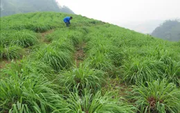 Sả đỏ - Nông sản mới trên vùng đất Lào Cai