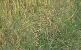 Tái cơ cấu nông nghiệp còn thiếu chuỗi giá trị