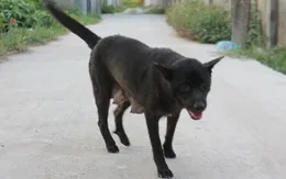 Cẩn trọng tình trạng chó dại bùng phát trong mùa nắng nóng