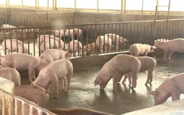 Địa phương đầu tiên ở Nghệ An công bố hết dịch tả lợn châu Phi