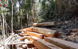 Quảng Nam lại phát hiện vụ tàn phá rừng quy mô lớn