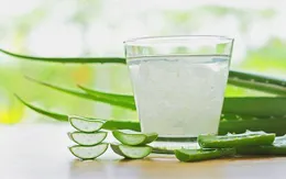 Nha đam - Vị thuốc quý nhưng thận trọng khi sử dụng