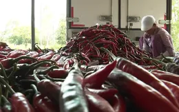 Giá ớt tăng gấp 6 lần năm 2018