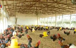 Còn nhiều bất cập trong chuỗi liên kết trong chăn nuôi