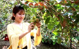 Vĩnh Long: Du lịch sinh thái miệt vườn hút khách