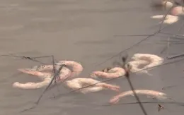 Cà Mau: Hàng nghìn diện tích nuôi tôm bị dịch bệnh vì nắng nóng