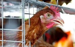 Trung Quốc ghi nhận ca nhiễm cúm gia cầm H7N9 đầu tiên ở người trong năm 2019