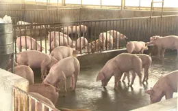 An Giang: Không buôn bán, vận chuyển sản phẩm từ lợn qua biên giới