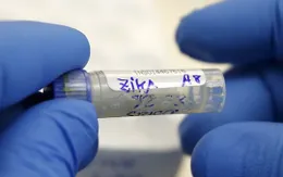 Brazil phát hiện vaccine chống sốt vàng hữu dụng với Zika