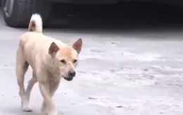 Đắk Nông: Ba cháu bé bị chó dại cắn khi chơi ở sân nhà