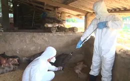 Thừa Thiên - Huế hỗ trợ chủ chăn nuôi có lợn bị tiêu hủy