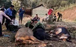 Bắc Kạn: Hàng loạt trâu bò chết bất thường do nghi nhiễm độc xyanua