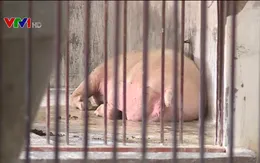 Lợn chết hàng loạt không rõ nguyên do ở nhiều địa phương