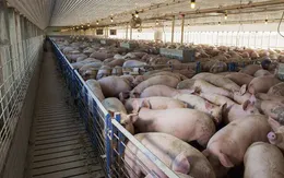 Hàn Quốc có thể sẽ cấm sử dụng thức ăn thừa để chăn nuôi lợn