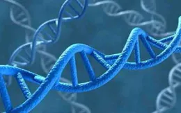 Somalia lần đầu tiên sử dụng ADN để kết án các "yêu râu xanh"