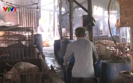 Tăng cường kiểm soát dịch tả lợn tại các tỉnh phía Nam