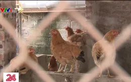 Không có chuồng trại vẫn khai báo có lợn chết để nhận hỗ trợ