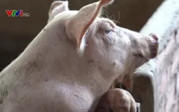 Không nên tận dụng thức ăn dư thừa nuôi lợn