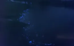 Bờ biển lung linh nhờ mực phát sáng