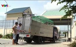 Vĩnh Long kiểm soát chặt việc vận chuyển lợn
