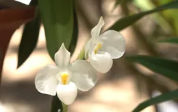 Xuất hiện giống lan quý hiếm sắp tuyệt chủng