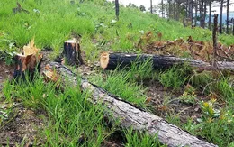 Khởi tố vụ án, bắt giam 3 đối tượng trong vụ phá rừng tại Lâm Đồng