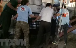 Nghệ An: Chuyển giao 3 cá thể gấu bị nuôi nhốt trái phép sau gần 2 tháng phát hiện vi phạm