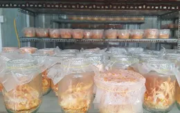 Hỗn loạn thị trường Đông trùng hạ thảo tại Việt Nam
