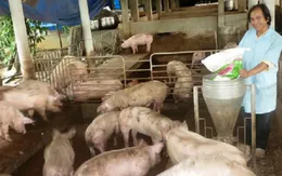 Lâm Đồng khống chế thành công dịch bệnh trên đàn lợn