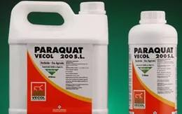 Liên tiếp bệnh nhân ngộ độc thuốc diệt cỏ Paraquat nhập viện