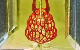 Lần đầu tiên in hoàn chỉnh hệ mạch máu người nhờ công nghệ 3D