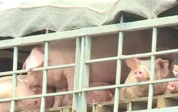 11 tỉnh, thành phía Nam phải có giải pháp đồng bộ không để dịch tả lợn châu Phi lây lan
