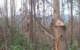 Gia Lai: Hàng ngàn cây thông bị róc vỏ để nuôi cấy lan