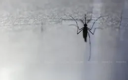Thái Lan tích cực kiểm soát dịch sốt Chikungunya lây truyền qua muỗi