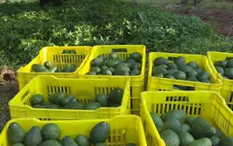 Hàng tấn quả bơ bị đánh cắp mỗi ngày ở Mexico