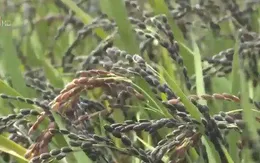 Nhận diện điểm nghẽn trong tái cơ cấu sản xuất nông nghiệp