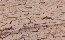 Nông dân Nam Trung Bộ khốn khổ vì nắng hạn