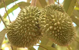 Sầu riêng giống Monthong được giá