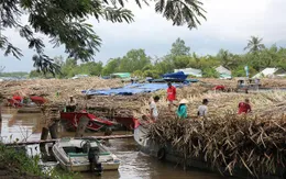 Hậu Giang: Mía dư thừa vì nhà máy đường đóng cửa