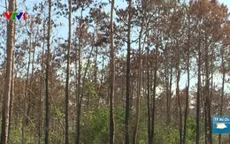 Bắt đối tượng cầm đầu phá hơn 10ha rừng thông ở Lâm Đồng
