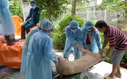 Mỗi xã tại Đồng Tháp được phép ký hợp đồng với 1 cán bộ thú y