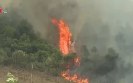Cháy rừng ở Bố Trạch (Quảng Bình)