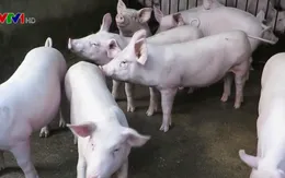 Dịch tả lợn châu Phi sẽ tiếp tục lan rộng ở châu Á