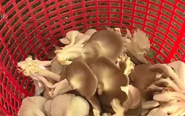 Nông sản sạch khó tìm đầu ra