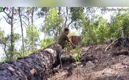 Hàng nghìn cây thông hơn 30 năm tuổi bị triệt phá